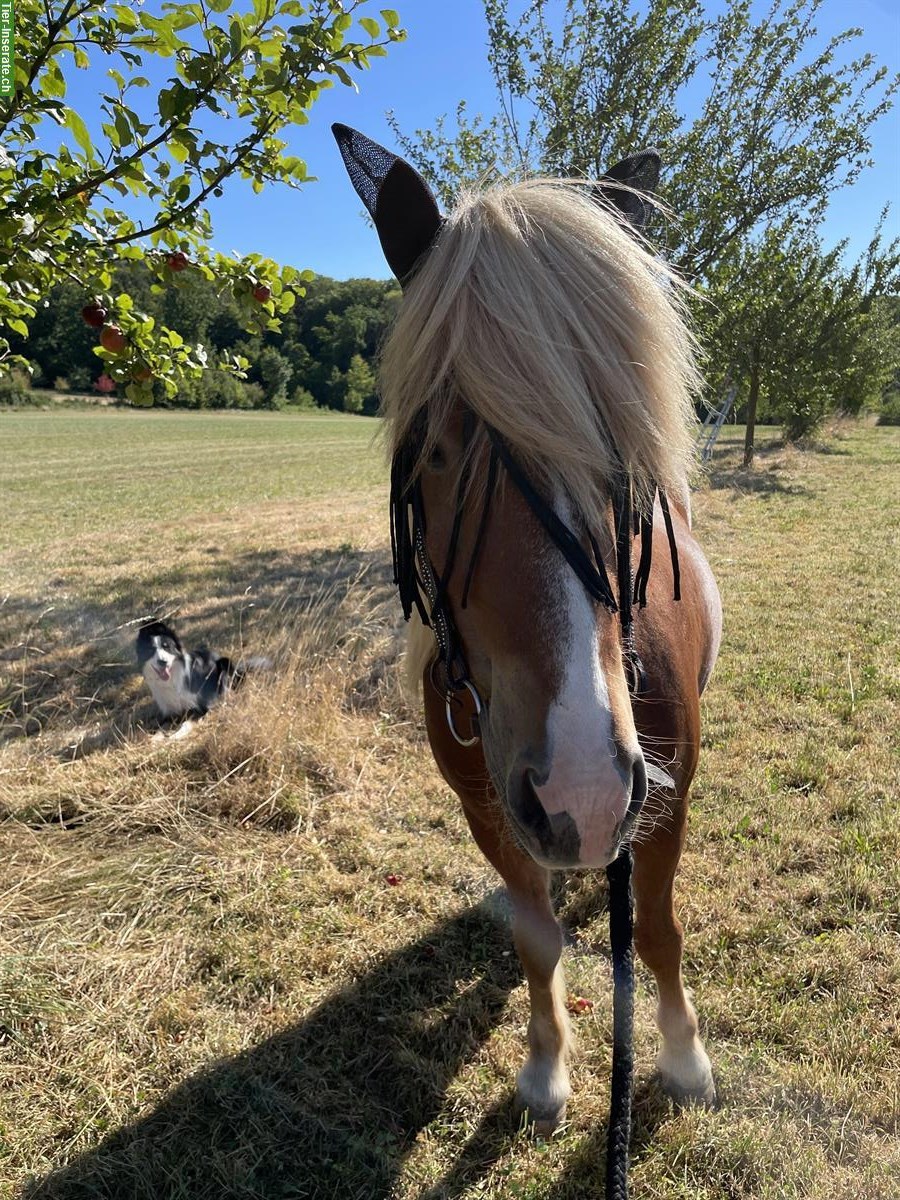 Bild 7: Liebevoller Isländer-Wallach sucht neuen Lebensplatz