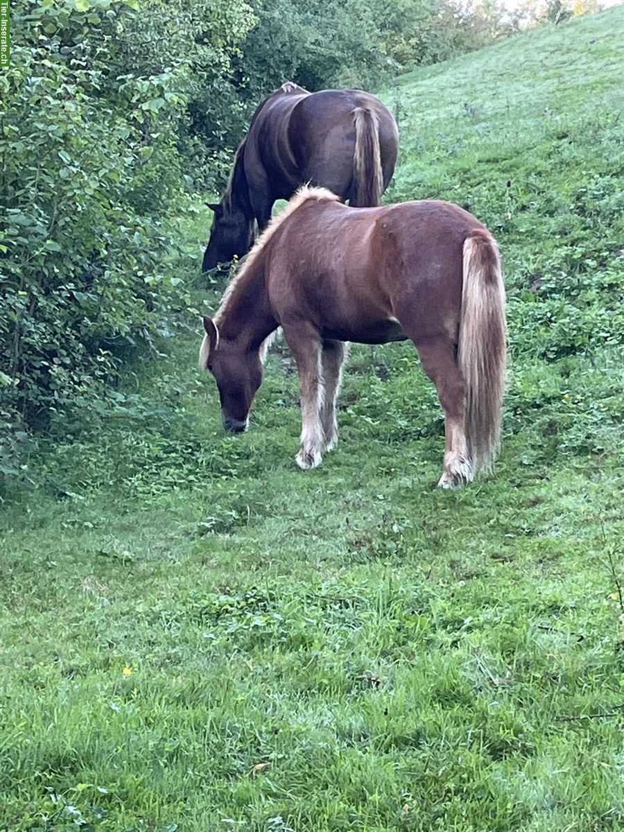 Bild 8: Liebevoller Isländer-Wallach sucht neuen Lebensplatz