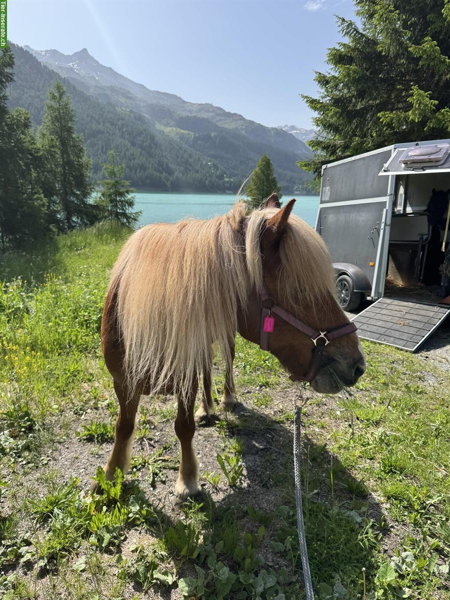 Bild 9: Liebevoller Isländer-Wallach sucht neuen Lebensplatz