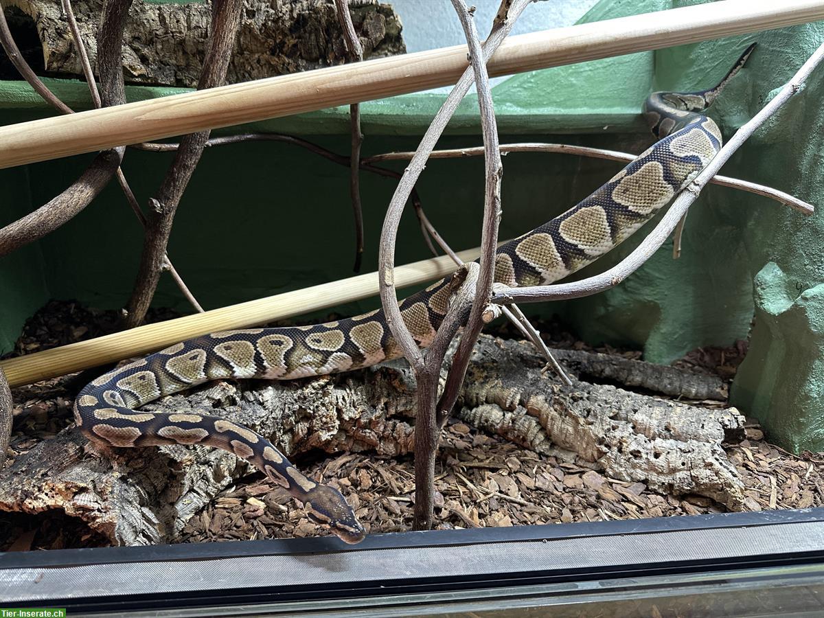 Königspython het. Piebald zu verkaufen