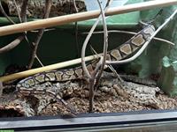 Königspython het. Piebald zu Verkaufen