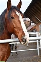 Reinrassiger Lusitano Wallach, Jahrgang 2019