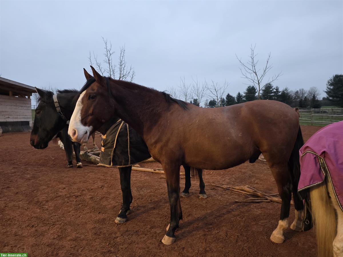 Bild 2: Reinrassiger Lusitano Wallach, Jahrgang 2019