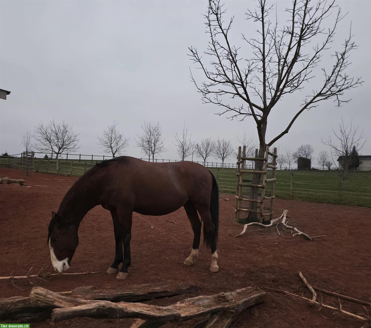 Bild 3: Reinrassiger Lusitano Wallach, Jahrgang 2019