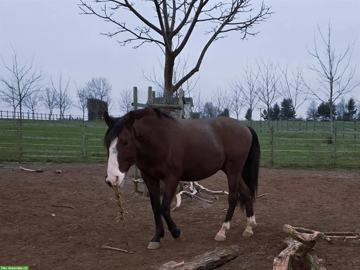 Bild 4: Reinrassiger Lusitano Wallach, Jahrgang 2019