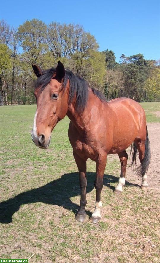 PRE Wallach, 173cm gross, bester Freund