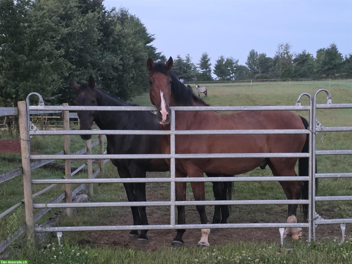 Bild 2: PRE Wallach, 173cm gross, bester Freund