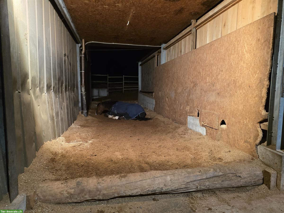 Bild 3: PRE Wallach, 173cm gross, bester Freund