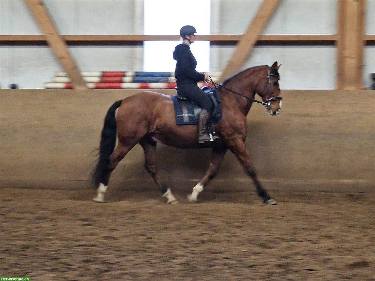 Bild 4: PRE Wallach, 173cm gross, bester Freund