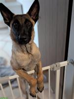 Junge Malinois Hündin mit Stammbaum