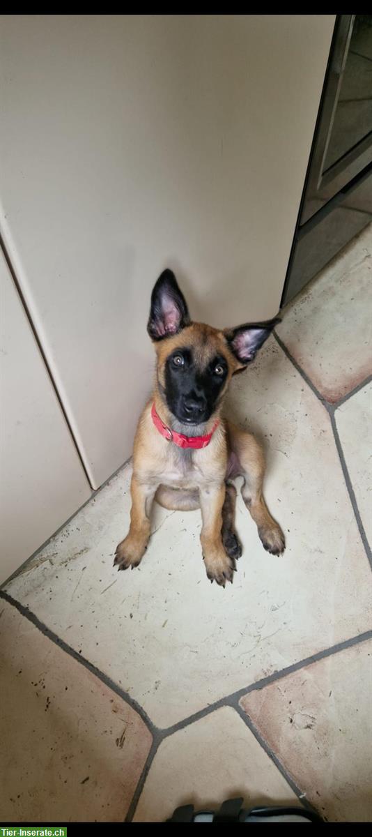 Bild 2: Junge Malinois Hündin mit Stammbaum