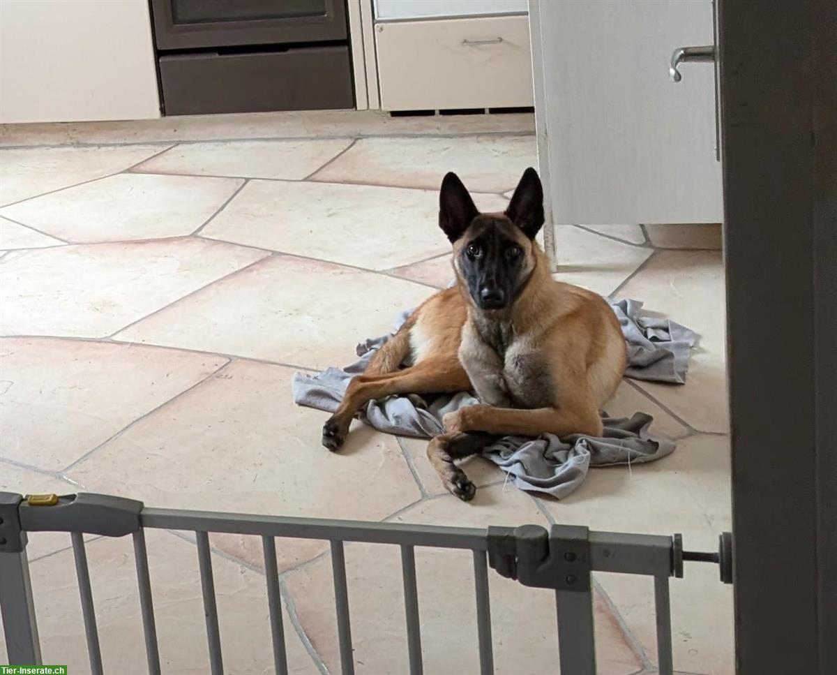 Bild 3: Junge Malinois Hündin mit Stammbaum