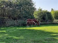 Kleiner Hof mit Stall gesucht in Schweiz