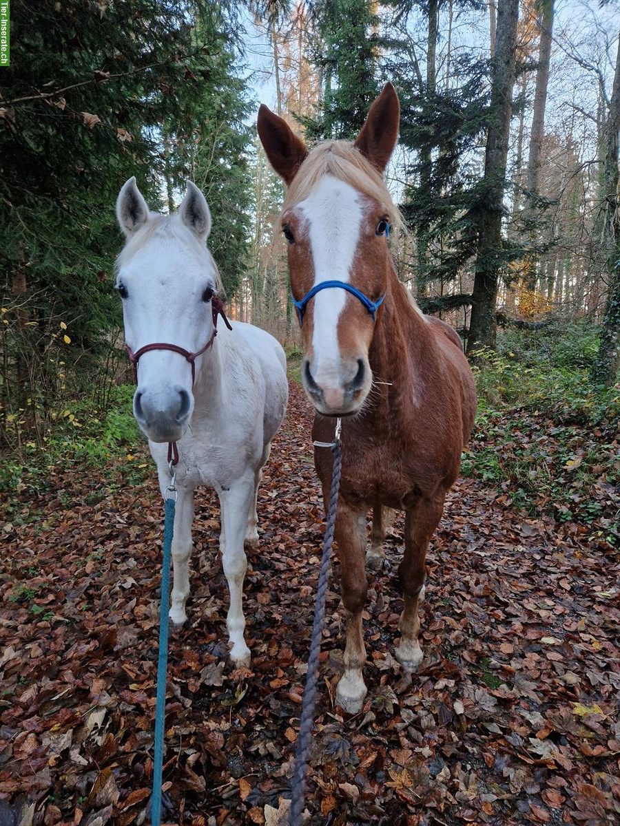 Niederländisches Warmblut - liebe Holländerstute abzugeben