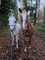 Niederländisches Warmblut - liebe Holländerstute abzugeben