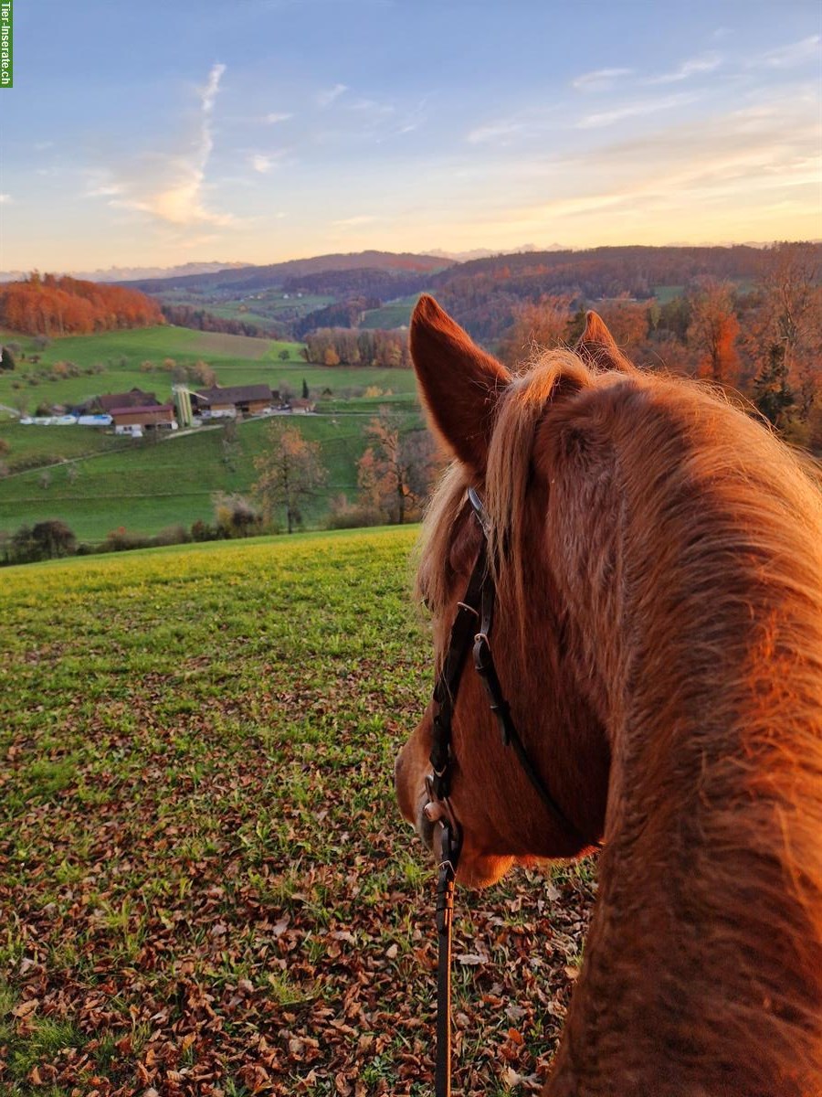 Bild 2: Niederländisches Warmblut - liebe Holländerstute abzugeben