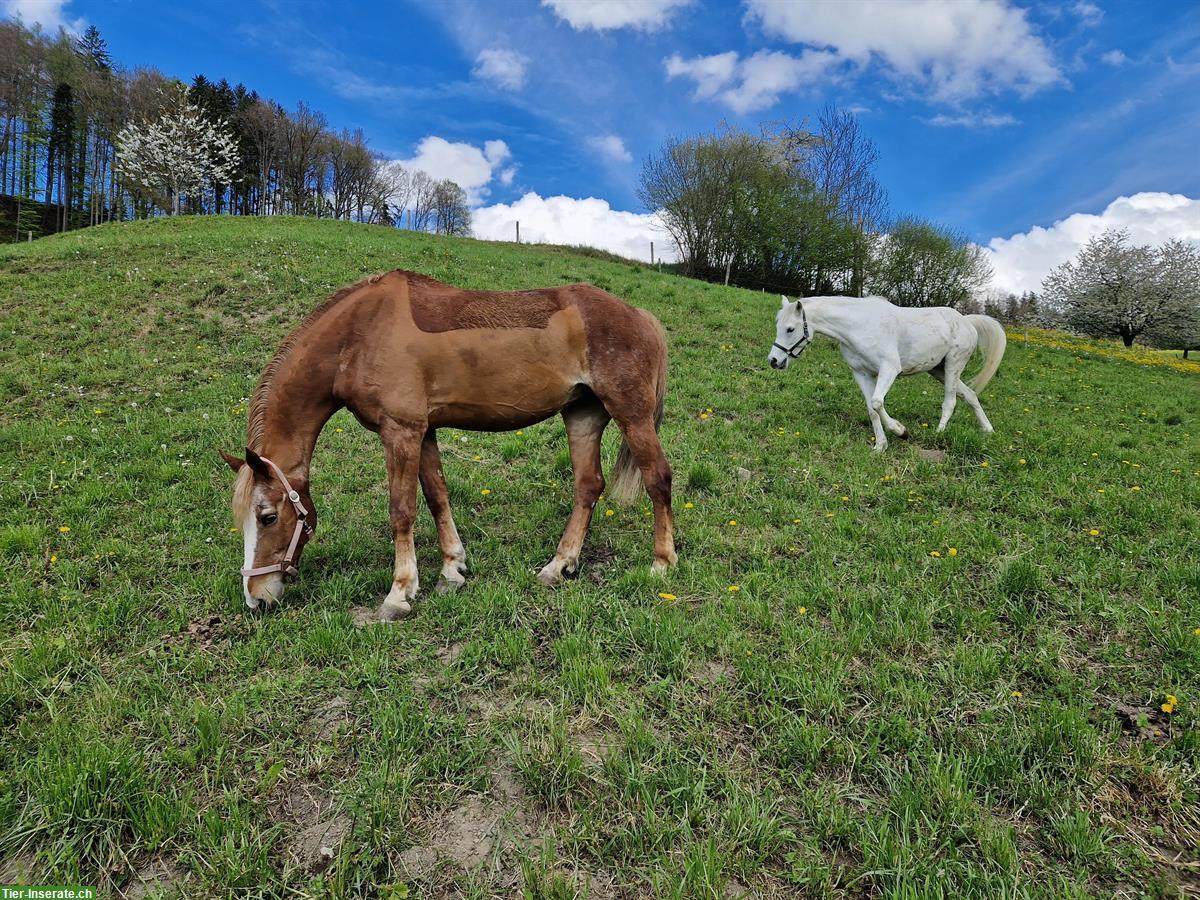 Bild 3: Niederländisches Warmblut - liebe Holländerstute abzugeben