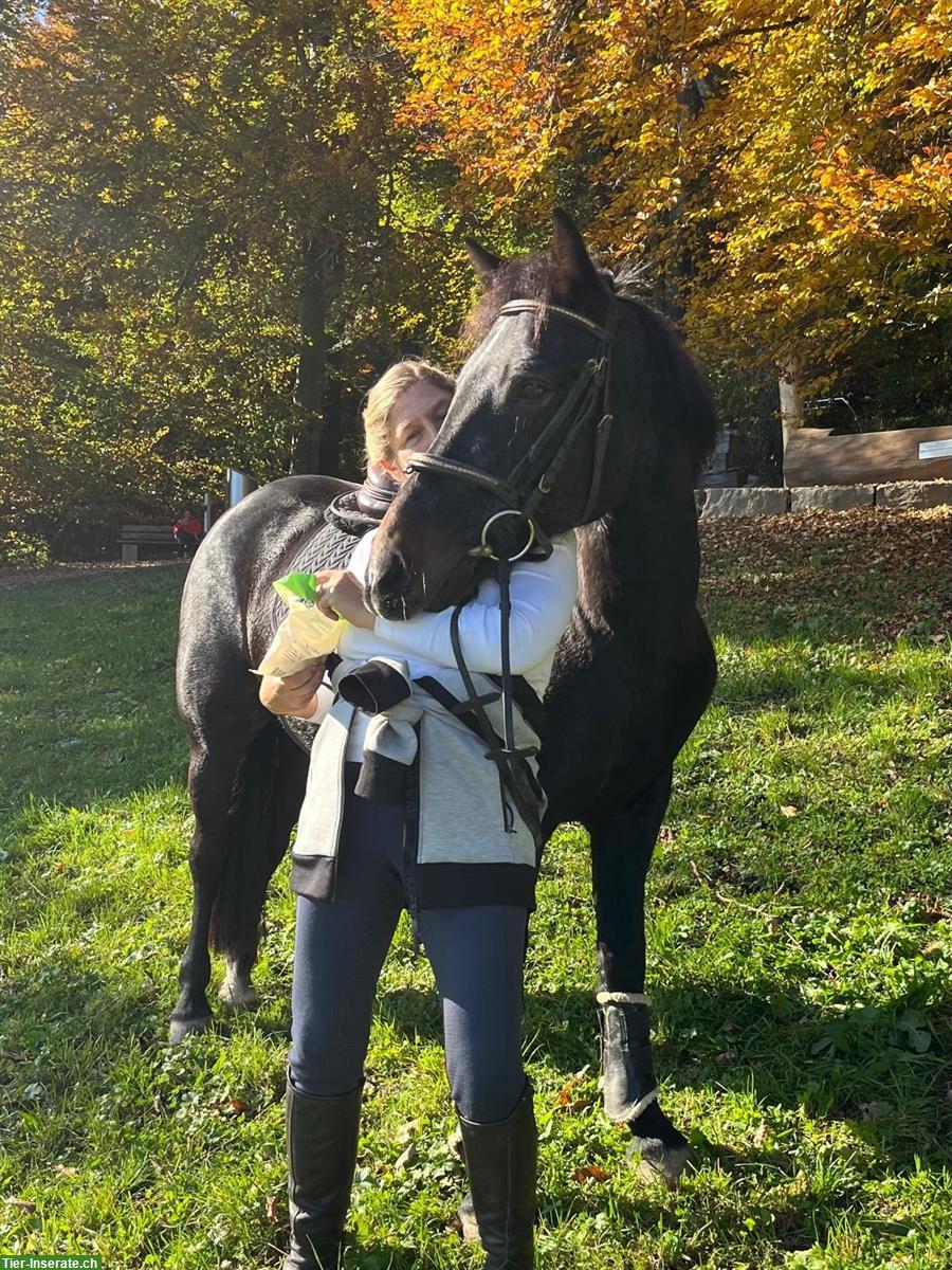 Connemara Ponystute, 8-jährig, Handpferd & Ausreiten