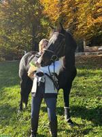 Connemara Ponystute, 8-jährig, Handpferd & Ausreiten