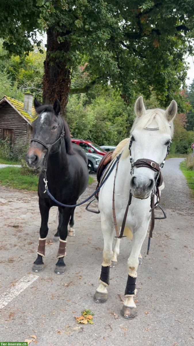 Bild 2: Connemara Ponystute, 8-jährig, Handpferd & Ausreiten