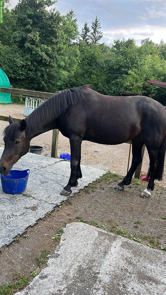 Bild 3: Connemara Ponystute, 8-jährig, Handpferd & Ausreiten