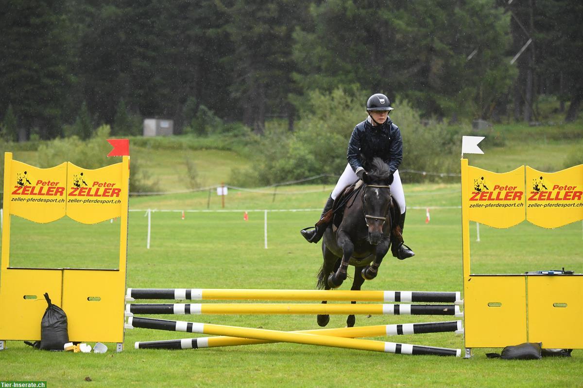Bild 4: Connemara Ponystute, 8-jährig, Handpferd & Ausreiten