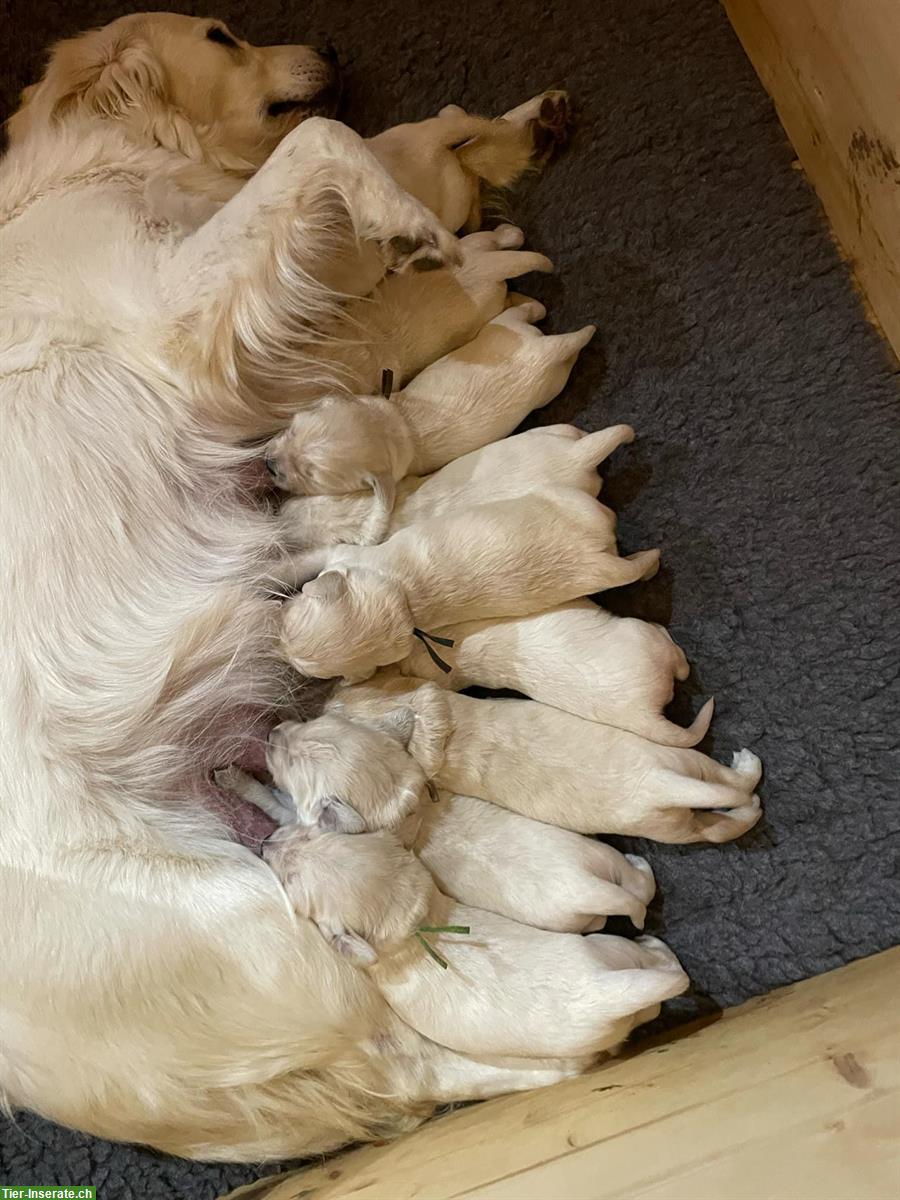 Mini Golden Retriever Welpen