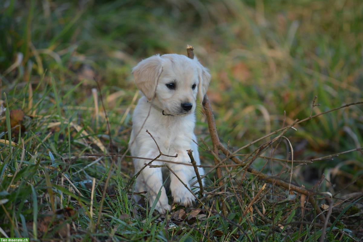 Bild 2: Mini Golden Retriever Welpen