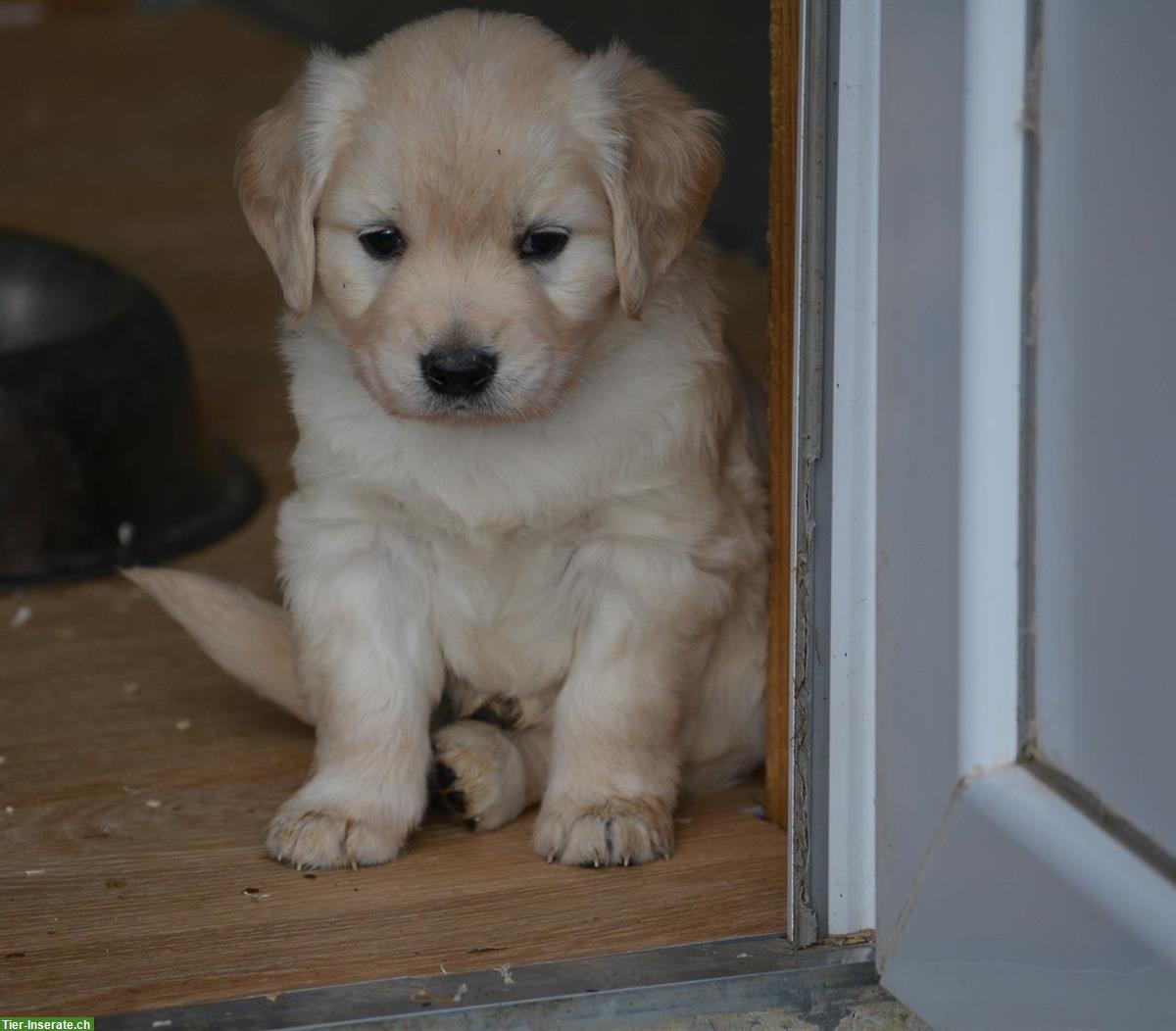Bild 3: Mini Golden Retriever Welpen