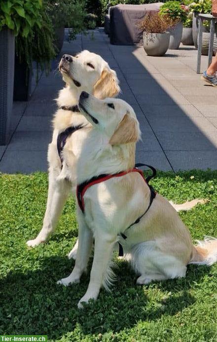 Bild 4: Mini Golden Retriever Welpen