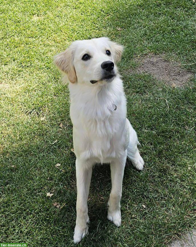 Bild 6: Mini Golden Retriever Welpen