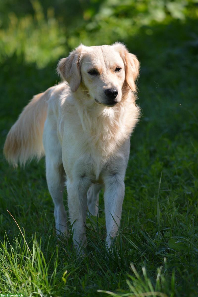 Bild 8: Mini Golden Retriever Welpen