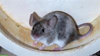Ältere Farbmäuse gesucht für unsere allein gebliebene Maus