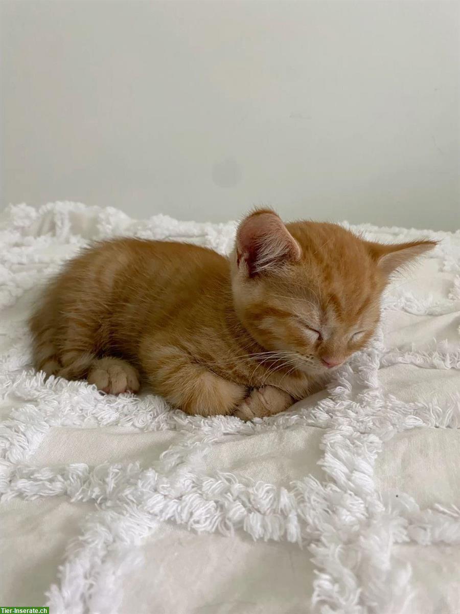 Roter Baby Kater sucht ein liebevolles Zuhause