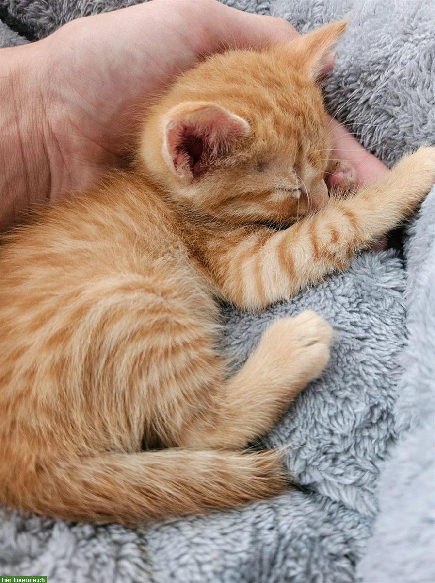 Bild 2: Roter Baby Kater sucht ein liebevolles Zuhause