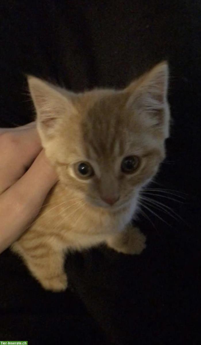 Bild 3: Roter Baby Kater sucht ein liebevolles Zuhause