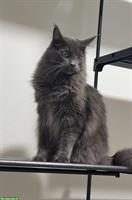 Maine Coon Kater und Ragdoll/Maine Coon Mix Kätzin