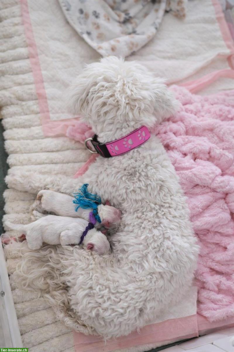 Malteser Welpen aus Familienaufzucht