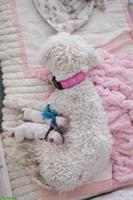 Malteser Welpen aus Familienaufzucht