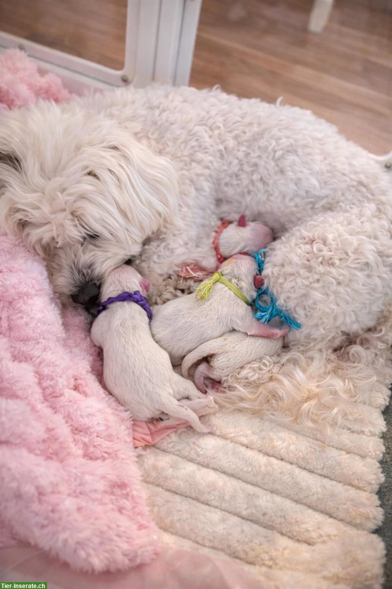 Bild 2: Malteser Welpen aus Familienaufzucht