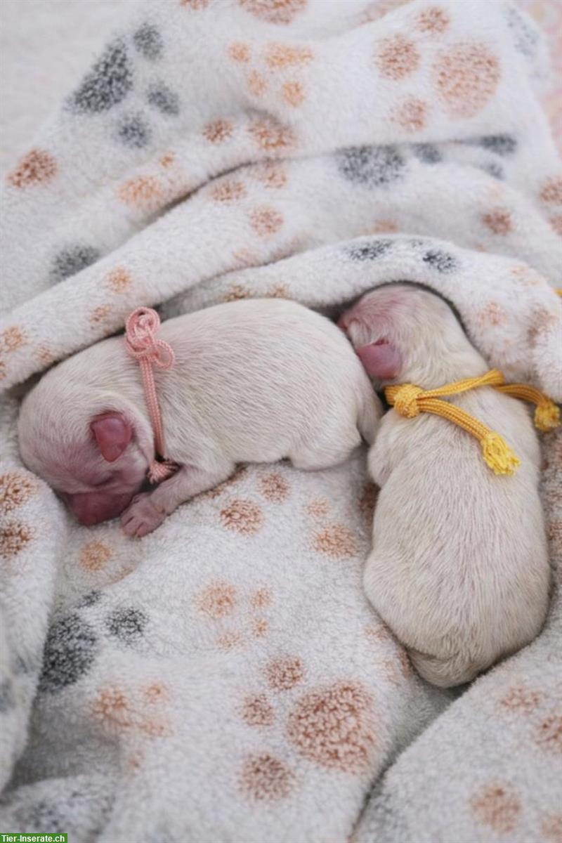 Bild 3: Malteser Welpen aus Familienaufzucht