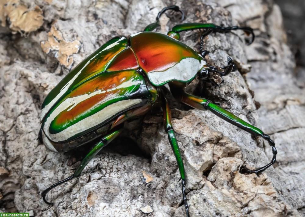 Dicronorhina derbyana derbyana, Larven L2/L3