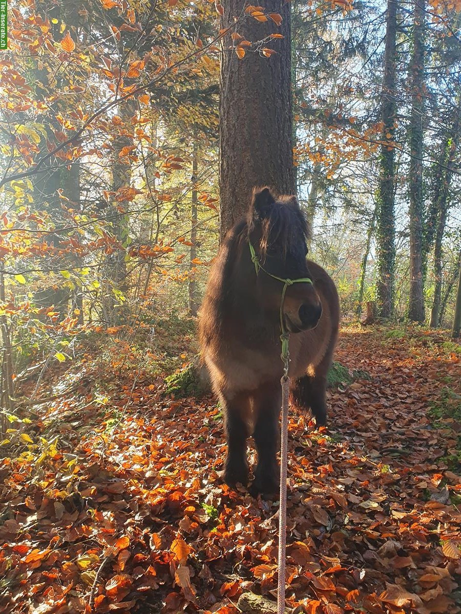 Pflegebeteiligung, Spazierbeteiligung für Ponys, Waldkirch SG