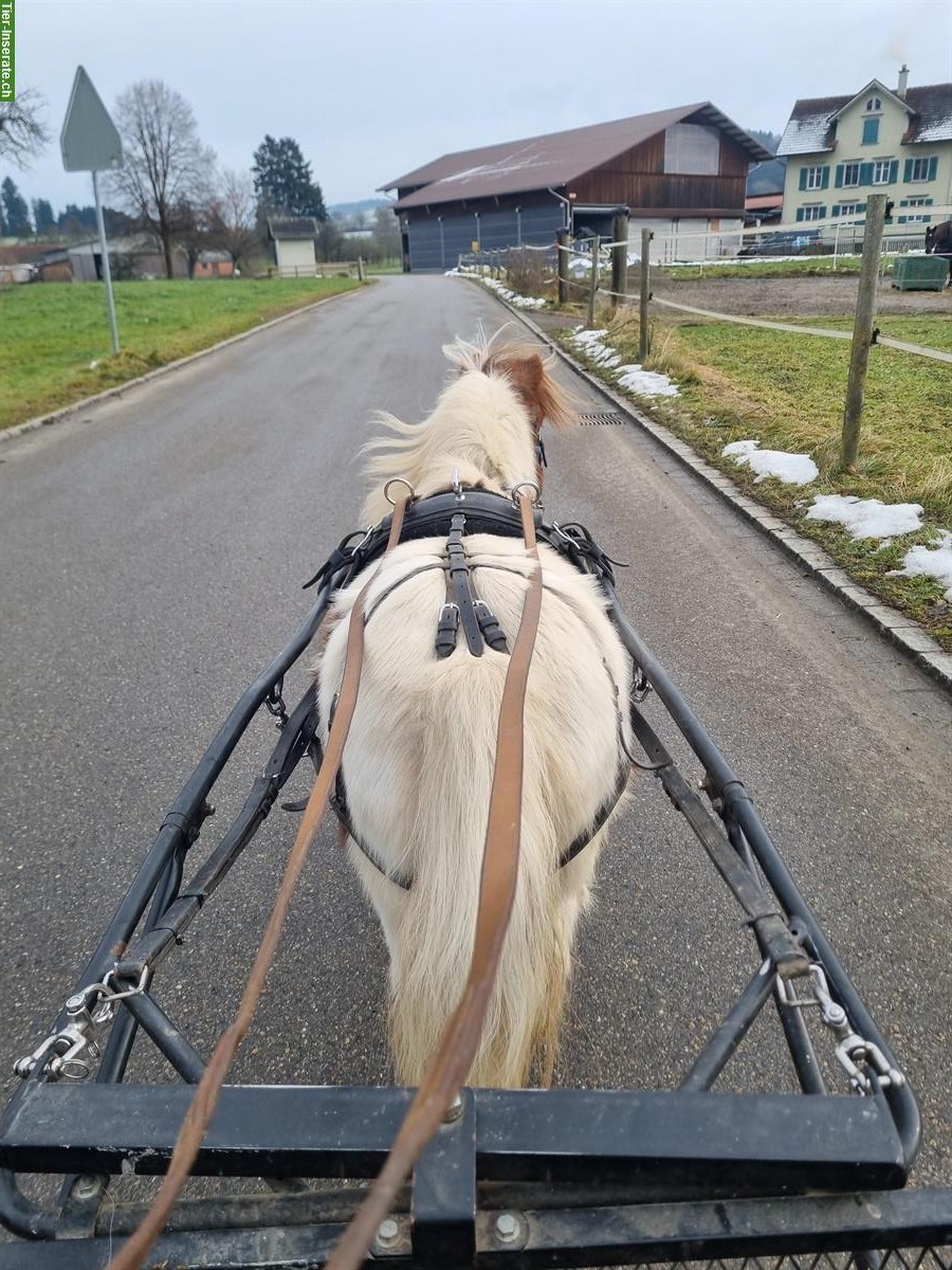 Bild 2: Pflegebeteiligung, Spazierbeteiligung für Ponys, Waldkirch SG