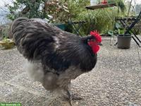 Jersey Giants prächtiger Hahn von 2025