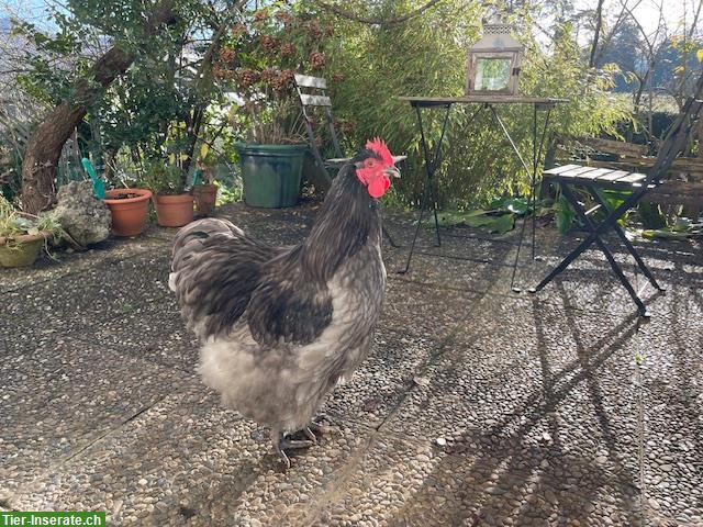 Bild 2: Jersey Giant - prächtiger Hahn von 2025