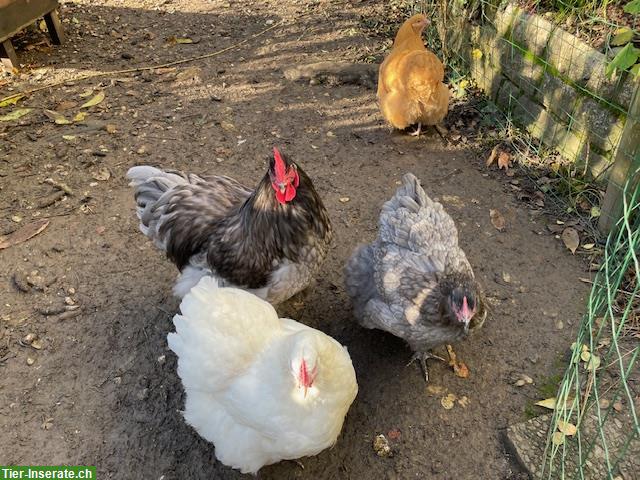 Bild 3: Jersey Giant - prächtiger Hahn von 2025