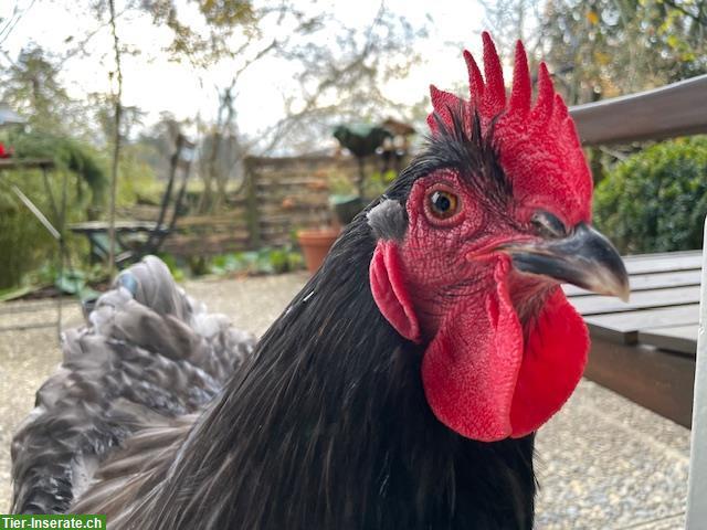 Bild 4: Jersey Giant - prächtiger Hahn von 2025