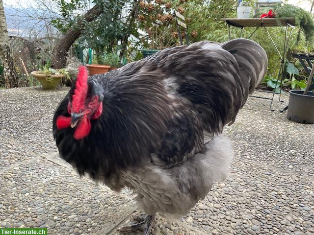 Bild 5: Jersey Giant - prächtiger Hahn von 2025