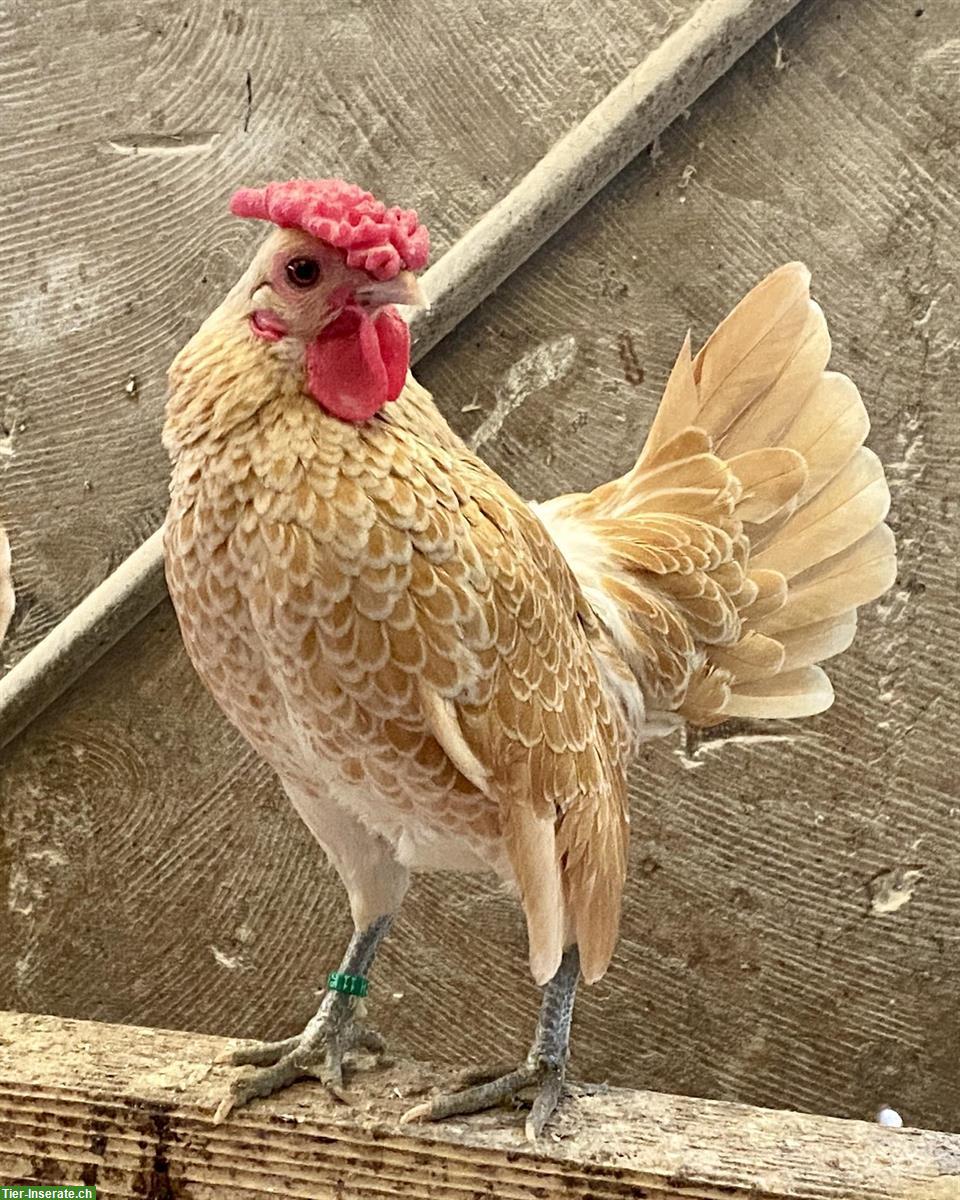 Junge Sebright-Hähne Chamois